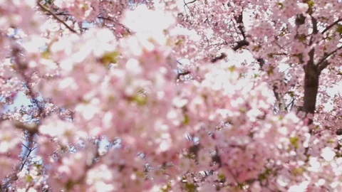 Rack Focus Cherry Blossom Trees in Washing DC Slow Motion 스톡 동영상 106208032