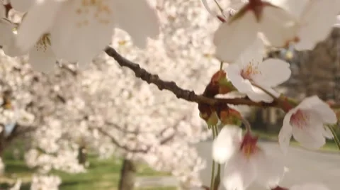 Rack focus of the Cherry Blossom in Washington, DC Stock Footage 47948046