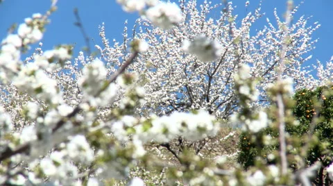 Rack focus to cherry tree flowers on a close branch Stock Footage 49059380