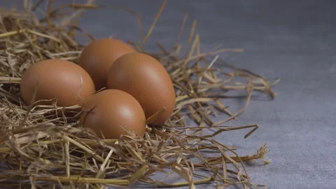 Rack focus chicken egg in straw nest on grey table top. Stockbeeldmateriaal 232940651