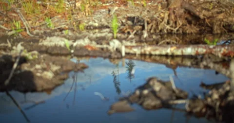 Rack focus of clearcut debris into standing trees reflected in puddle Stock Footage 304576513