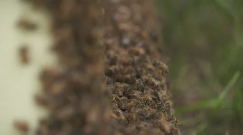 Rack Focus Close up of Bees Vídeo Stock 56914375