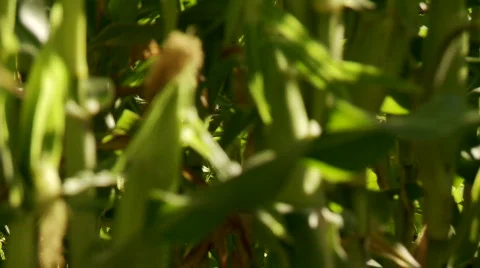 Rack focus, close up of corn cob with sunlight and a slight breeze Stock Footage 875041