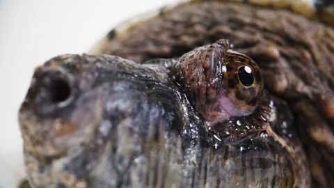Rack focus close up macro of a snapping turtle face Stock Footage 256732222