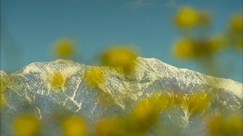 Rack focus close up from snow capped mountains to death valley wildflowers Stock Footage 87951891