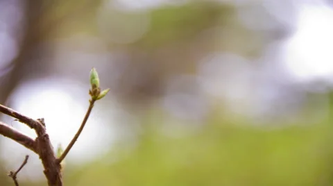 Rack focus close-up of a tree Stock Footage 52216539
