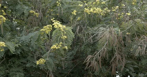 Rack focus closeup of acacia tree in bloom in South Sudan. Stock Footage 168374007