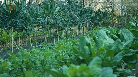 Rack focus of crops growing in a city farm Stock Footage 86006417