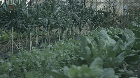 Rack focus of crops growing in a city farm Stock Footage 86006447
