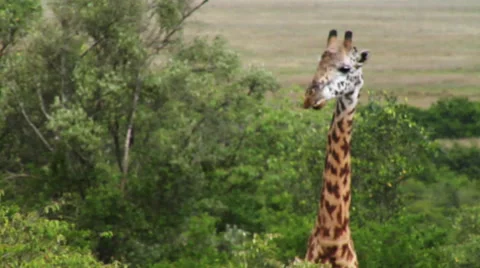 Rack focus CU of a giraffe in the wild Video stock 51235933
