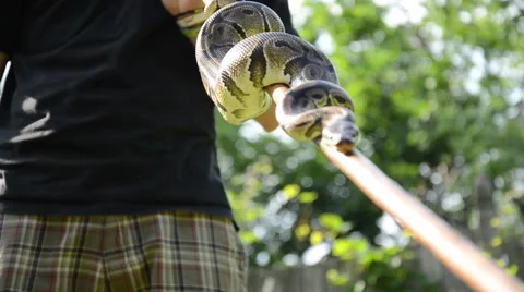 Rack focus CU snake on a stick Stock Footage 49830397