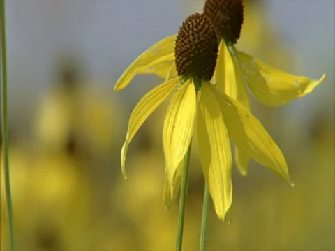 Rack focus CU of wilting yellow asters swaying in field. Stock Footage 86750930