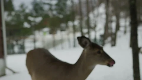 Rack focus deer walking through aspen trees in snowy winter meadow Stock Footage 204106888