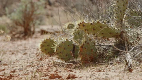Rack focus from desert shrub bush to cactus in foreground on hot spring day 스톡 동영상 248570741