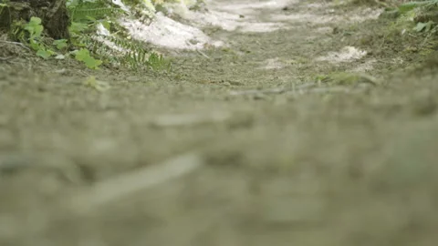 Rack focus - dirt hiking trail from ground level Stock Footage 234805385