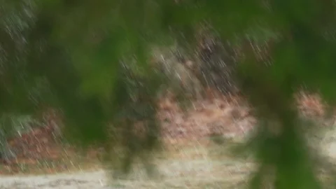 Rack focus from distant snow storm to hanging hemlock limbs Stock Footage 129776096