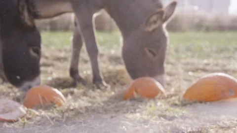 Rack focus to donkeys eating grass with dust blowing in the wind Stock-Footage 93486108