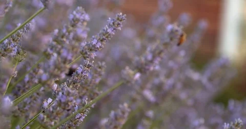 Rack focus down bush of lavender as bees feed in slow motion Stock Footage 113153460