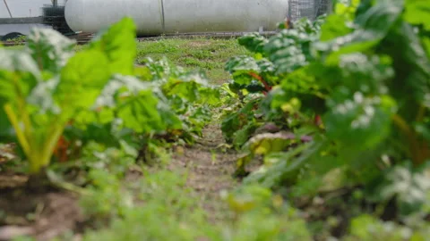 Rack Focus Down a Row of Rainbow Chard Stock Footage 312006622