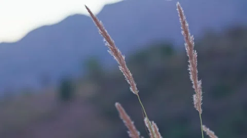 Rack focus from dry flowers with cobweb to mountain landscape video footage 動画素材 345313652