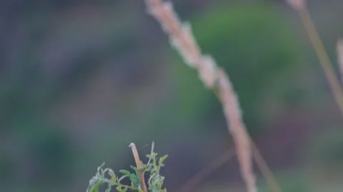 Rack focus from dry flowers with cobweb to mountain landscape video footage 動画素材 345313805