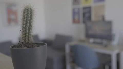 Rack focus Empty Parisian Apartment Cactus Stock Footage 164522309