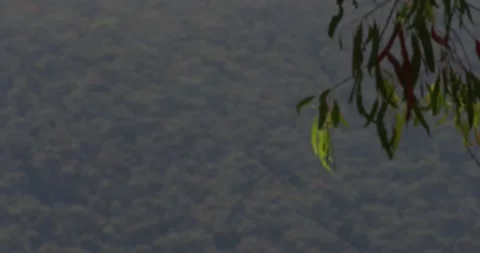 Rack Focus Of Eucalyptus Tree To Forest Video stock 331270284