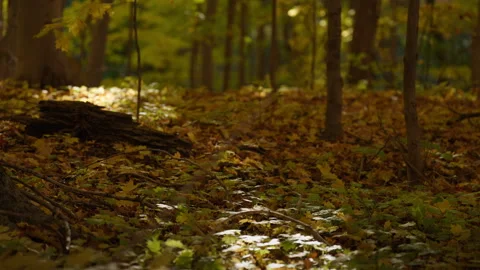 Rack Focus of Fallen Leaves on Forest Floor in Fall Stock Footage 346008588
