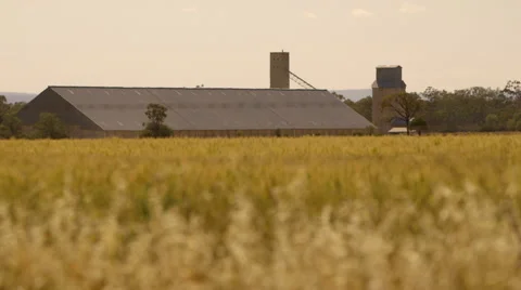 Rack focus from farm barn to barbwire fence wheat Field Stock Footage 47320781