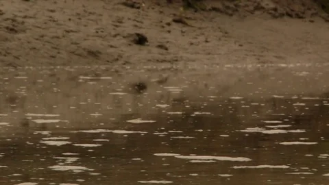 Rack focus of fast-moving muddy water and riverbank Stock Footage 70921385