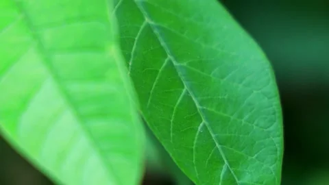 Rack focus Female Rose-Ringed Parakeet Parrot Pampers Her Feathers  Video stock 131867169