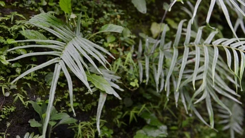 Rack focus Fern Stock Footage 95928650