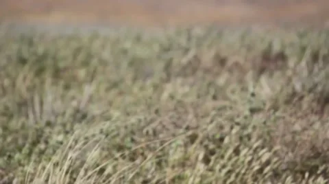 Rack Focus on Field 動画素材 48753100