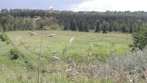 Rack Focus Field Stock-Footage 79576661