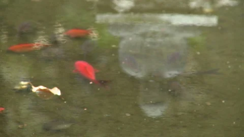 Rack focus from fish to reflection of Buddha in pond Stock Footage 86758958