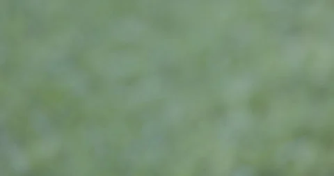 Rack Focus of Florida Grass with Weeds Video stock 94040346