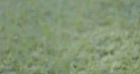 Rack Focus of Florida grass with Weeds Video stock 94047466
