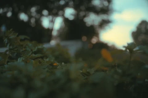 Rack focus to flower Stock Footage 277009781