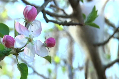 Rack Focus Flower To Nest Vidéo 374127