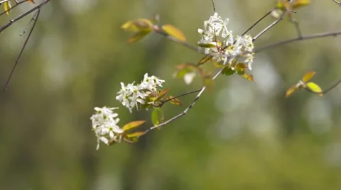 Rack focus flower Serviceberry Stock Footage 65156098