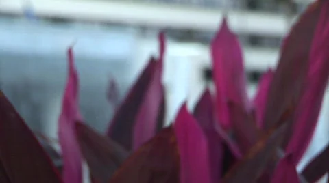Rack focus flower waterfall Stock-Footage 492612