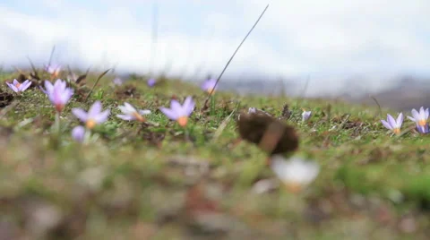 Rack focus flowers and mountain Video stock 62757260