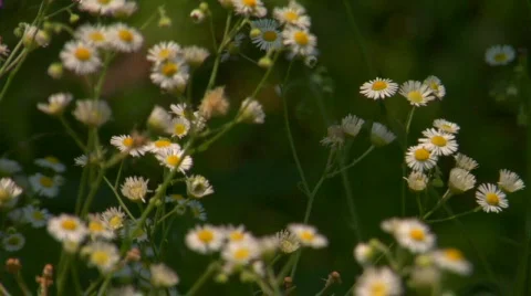 Rack Focus Flowers Stock Footage 302942