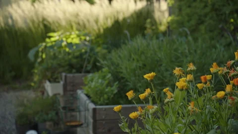 Rack focus from flowers to gras blowing in the wind in a garden in summer Video stock 258417067