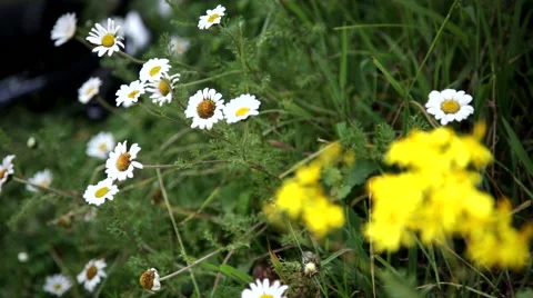 Rack Focus on Flowers of Mt. Kenya Stock Footage 42397987