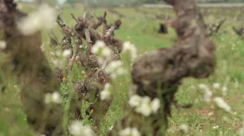Rack focus flowers vineyard Stock Footage 22708559