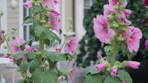 Rack Focus to Foreground Hollyhock Flowers with Bees 動画素材 342851367