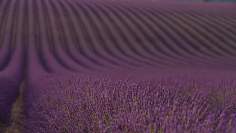 Rack Focus to Foreground in Lavender Field Valensole Region Southern France.. Stock Footage 313451389