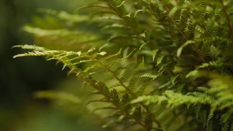 Rack Focus to Foreground Macro Shot of Ferns Stock Footage 74291730