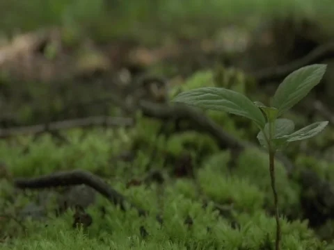 Rack Focus Forest Plant Vídeo Stock 356519